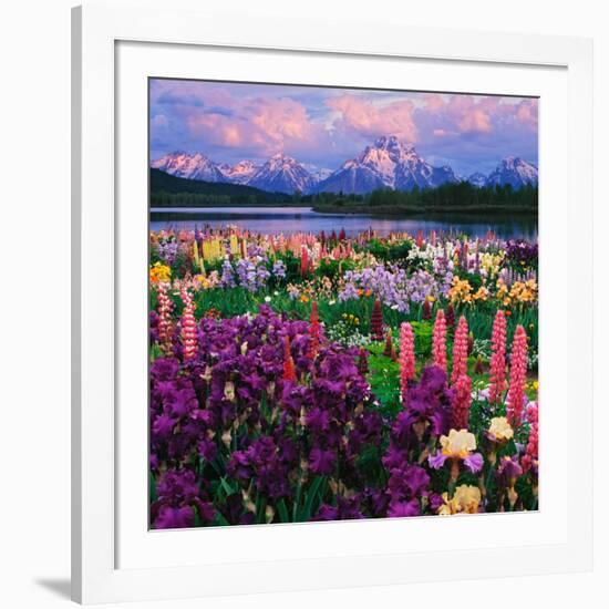 Iris and Lupine Garden and Teton Range at Oxbow Bend, Wyoming, USA-Adam Jones-Framed Photographic Print