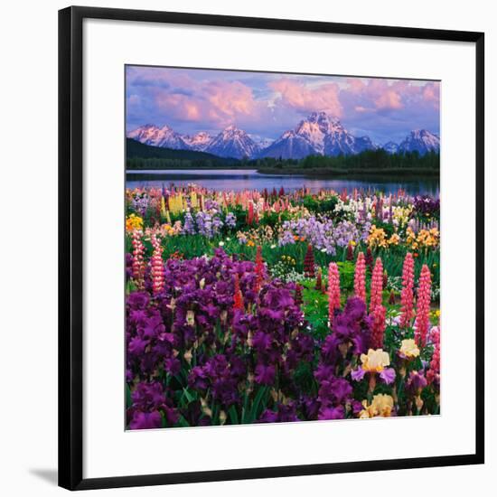 Iris and Lupine Garden and Teton Range at Oxbow Bend, Wyoming, USA-Adam Jones-Framed Photographic Print