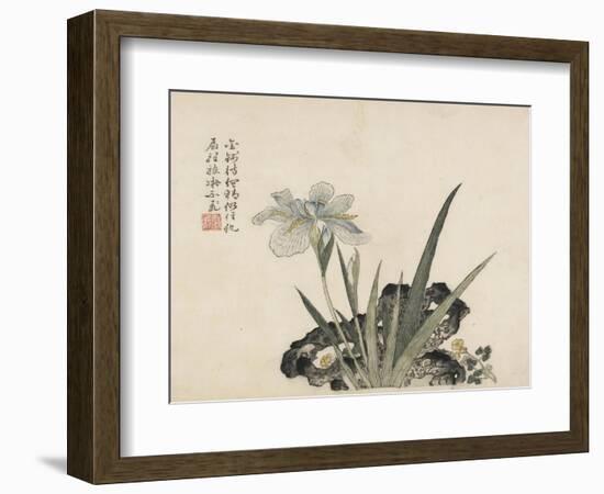 Iris and Rock-null-Framed Art Print