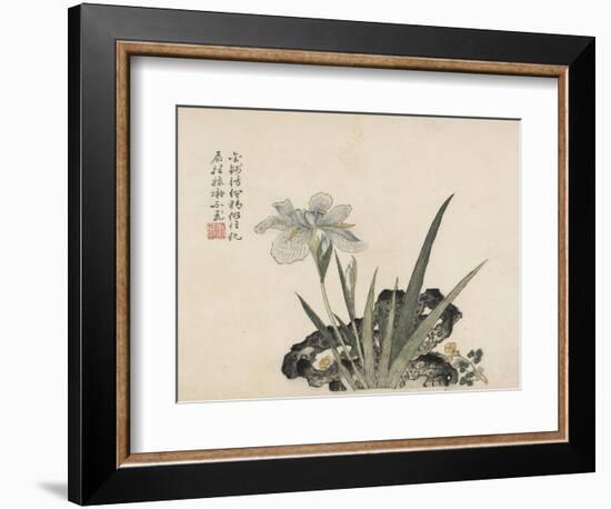 Iris and Rock-null-Framed Art Print