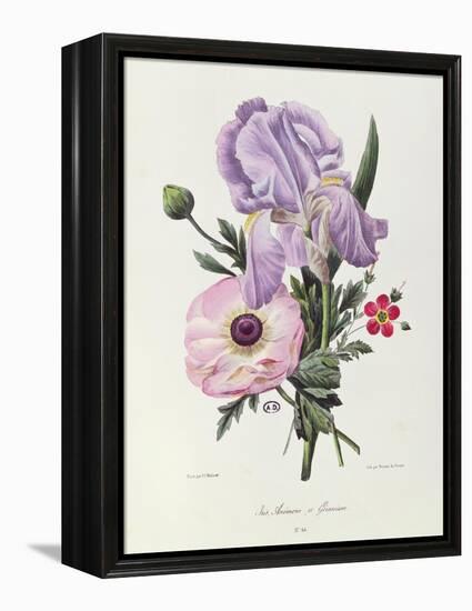 Iris, Anemone and Geranium-Pierre-Joseph Redouté-Framed Premier Image Canvas