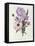 Iris, Anemone and Geranium-Pierre-Joseph Redouté-Framed Premier Image Canvas