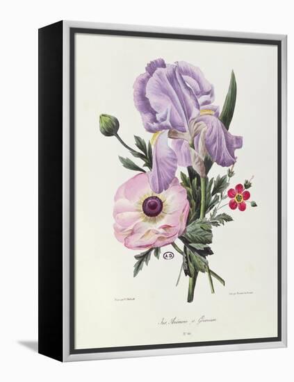 Iris, Anemone and Geranium-Pierre-Joseph Redouté-Framed Premier Image Canvas