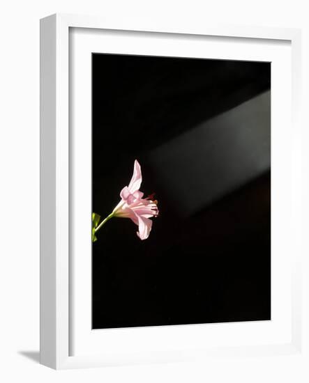 Iris Beams-Charles Bowman-Framed Photographic Print