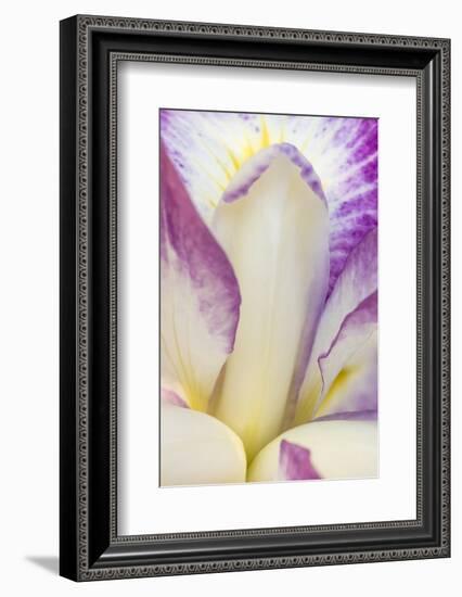 Iris bloom, Portland Japanese Garden, Oregon.-William Sutton-Framed Photographic Print