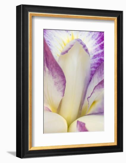 Iris bloom, Portland Japanese Garden, Oregon.-William Sutton-Framed Photographic Print