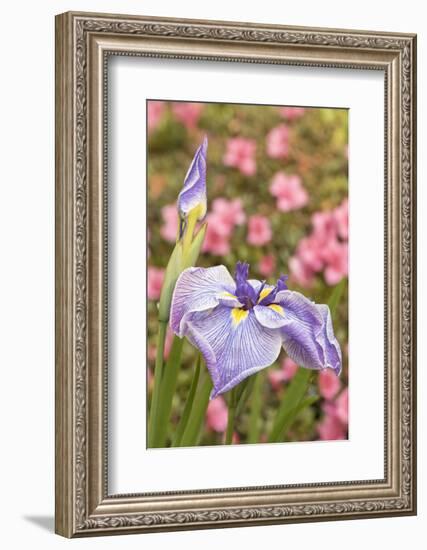 Iris bloom, Portland Japanese Garden, Oregon.-William Sutton-Framed Photographic Print