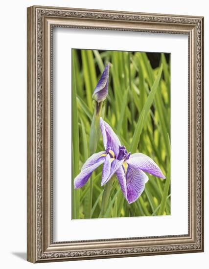 Iris bloom, Portland Japanese Garden, Oregon.-William Sutton-Framed Photographic Print