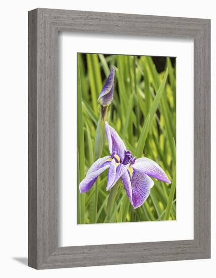 Iris bloom, Portland Japanese Garden, Oregon.-William Sutton-Framed Photographic Print