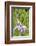 Iris bloom, Portland Japanese Garden, Oregon.-William Sutton-Framed Photographic Print