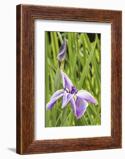 Iris bloom, Portland Japanese Garden, Oregon.-William Sutton-Framed Photographic Print