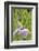 Iris bloom, Portland Japanese Garden, Oregon.-William Sutton-Framed Photographic Print