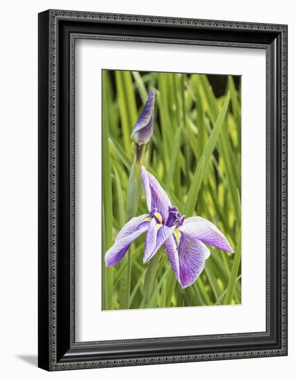 Iris bloom, Portland Japanese Garden, Oregon.-William Sutton-Framed Photographic Print