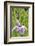 Iris bloom, Portland Japanese Garden, Oregon.-William Sutton-Framed Photographic Print