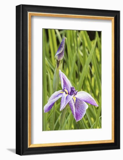 Iris bloom, Portland Japanese Garden, Oregon.-William Sutton-Framed Photographic Print