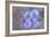 Iris Blue Rhythm-Cora Niele-Framed Photographic Print