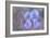 Iris Blue Rhythm-Cora Niele-Framed Photographic Print