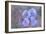 Iris Blue Rhythm-Cora Niele-Framed Photographic Print