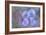 Iris Blue Rhythm-Cora Niele-Framed Photographic Print