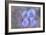 Iris Blue Rhythm-Cora Niele-Framed Photographic Print