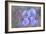 Iris Blue Rhythm-Cora Niele-Framed Photographic Print