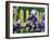 Iris' by the Fence-Bruce Dumas-Framed Giclee Print