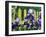 Iris' by the Fence-Bruce Dumas-Framed Giclee Print