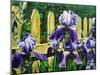 Iris' by the Fence-Bruce Dumas-Mounted Giclee Print