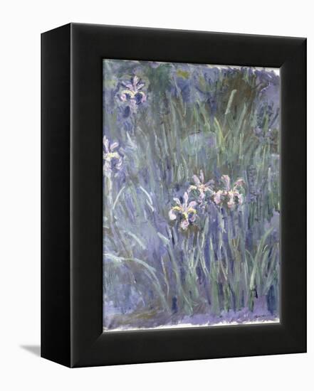 Iris, C.1914-1917-Claude Monet-Framed Premier Image Canvas