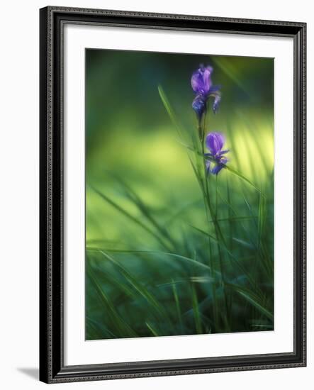 Iris, Close-Up, Blur-Andreas Keil-Framed Photographic Print