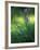 Iris, Close-Up, Blur-Andreas Keil-Framed Photographic Print