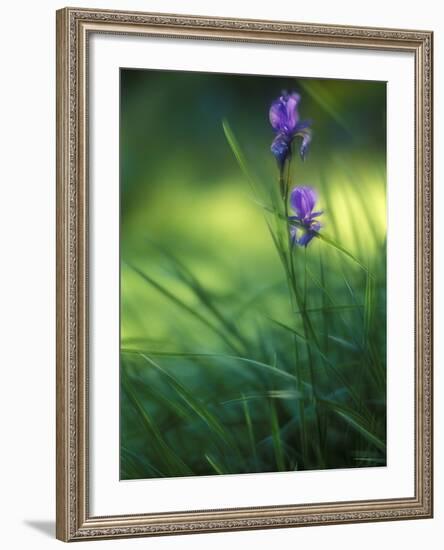 Iris, Close-Up, Blur-Andreas Keil-Framed Photographic Print