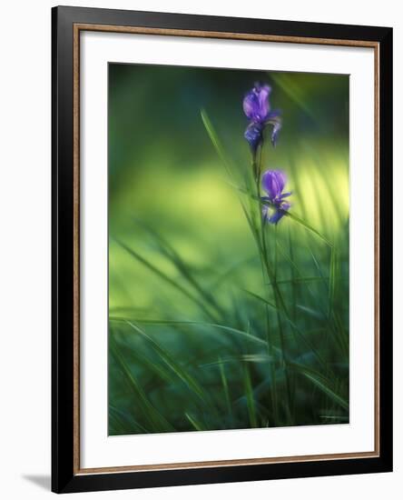 Iris, Close-Up, Blur-Andreas Keil-Framed Photographic Print