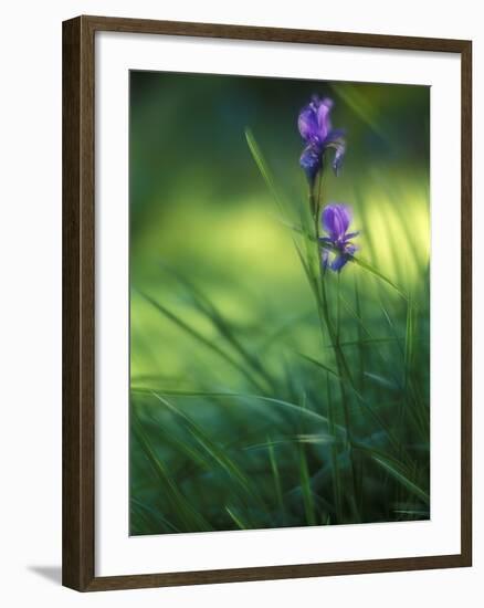 Iris, Close-Up, Blur-Andreas Keil-Framed Photographic Print