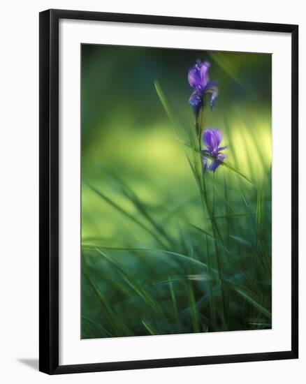 Iris, Close-Up, Blur-Andreas Keil-Framed Photographic Print