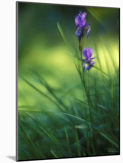 Iris, Close-Up, Blur-Andreas Keil-Mounted Photographic Print