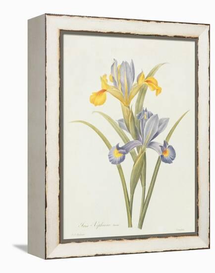 Iris (Colour Engraving)-Pierre-Joseph Redouté-Framed Premier Image Canvas