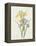 Iris (Colour Engraving)-Pierre-Joseph Redouté-Framed Premier Image Canvas