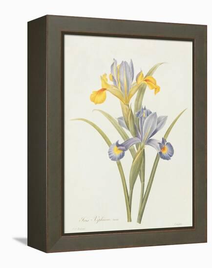Iris (Colour Engraving)-Pierre-Joseph Redouté-Framed Premier Image Canvas