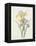 Iris (Colour Engraving)-Pierre-Joseph Redouté-Framed Premier Image Canvas