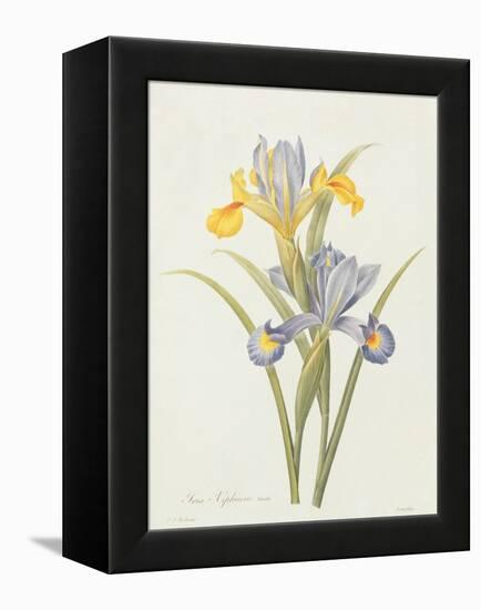 Iris (Colour Engraving)-Pierre-Joseph Redouté-Framed Premier Image Canvas