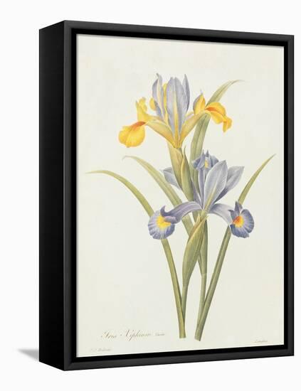 Iris (Colour Engraving)-Pierre-Joseph Redouté-Framed Premier Image Canvas