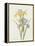 Iris (Colour Engraving)-Pierre-Joseph Redouté-Framed Premier Image Canvas