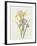 Iris (Colour Engraving)-Pierre-Joseph Redouté-Framed Giclee Print