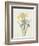 Iris (Colour Engraving)-Pierre-Joseph Redouté-Framed Giclee Print