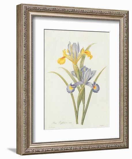 Iris (Colour Engraving)-Pierre-Joseph Redouté-Framed Giclee Print