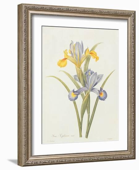 Iris (Colour Engraving)-Pierre-Joseph Redouté-Framed Giclee Print