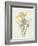 Iris (Colour Engraving)-Pierre-Joseph Redouté-Framed Giclee Print