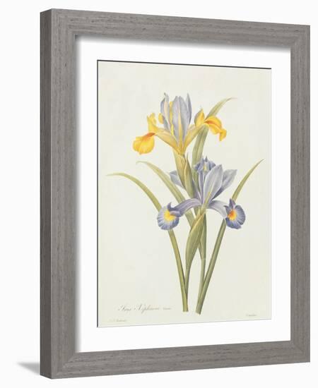 Iris (Colour Engraving)-Pierre-Joseph Redouté-Framed Giclee Print