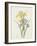 Iris (Colour Engraving)-Pierre-Joseph Redouté-Framed Giclee Print